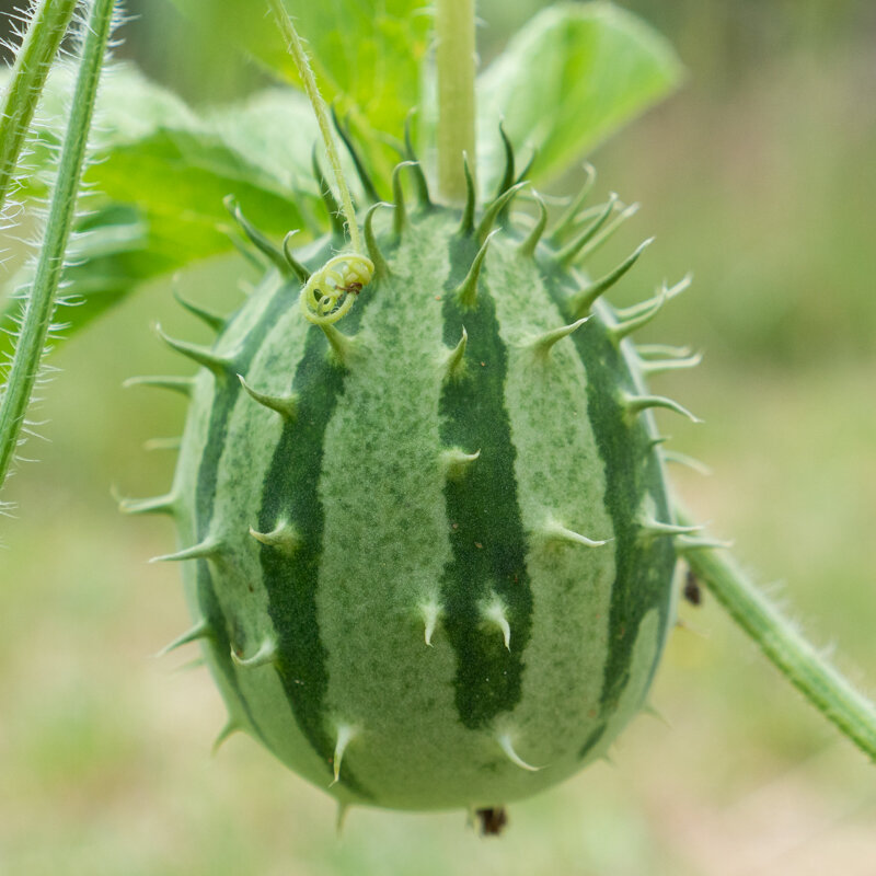 Kiwanos - Kiwano de Zambie