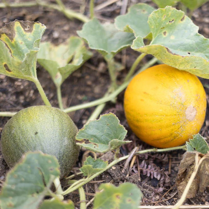 Melons - Kazakh