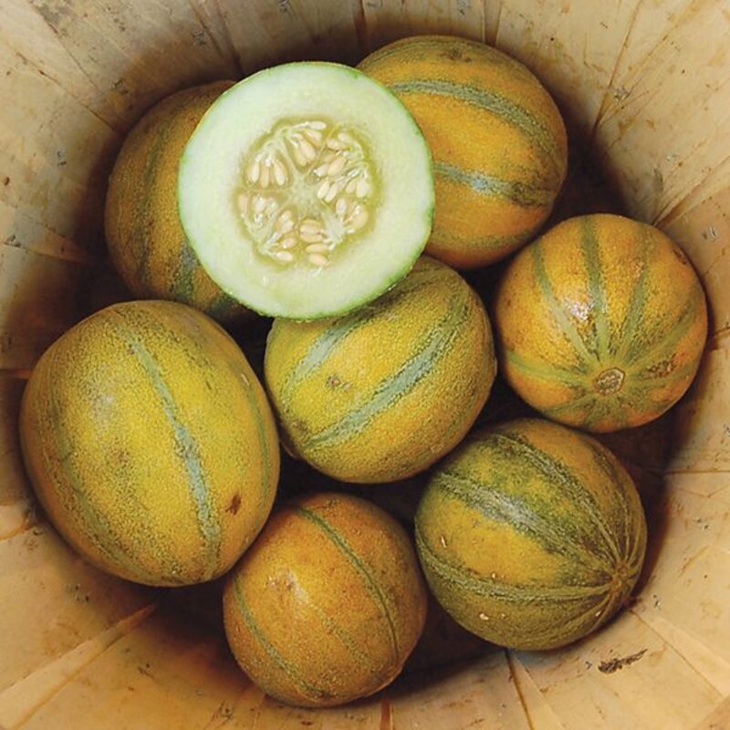 Melons - Ogen
