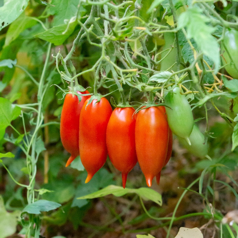 Tomates - Handy Lady