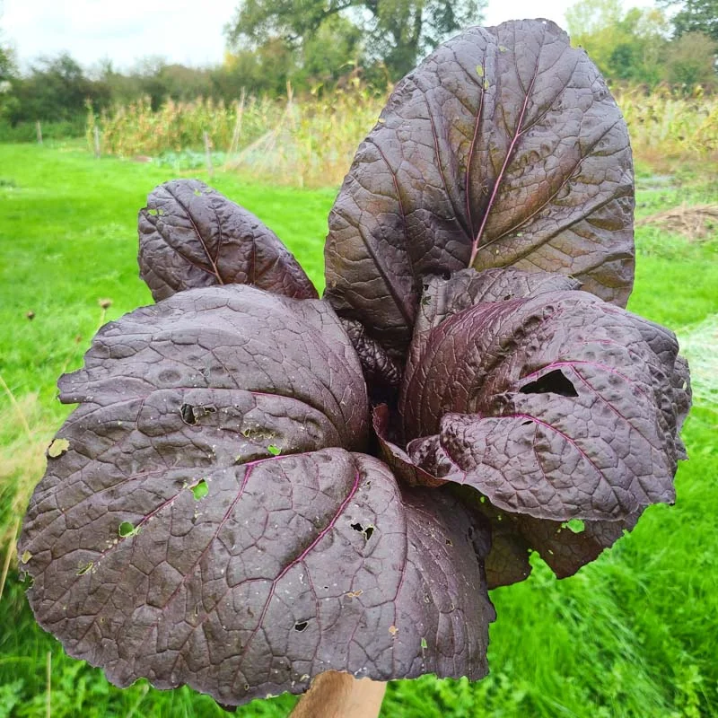 Moutardes indiennes - Garnet Giant