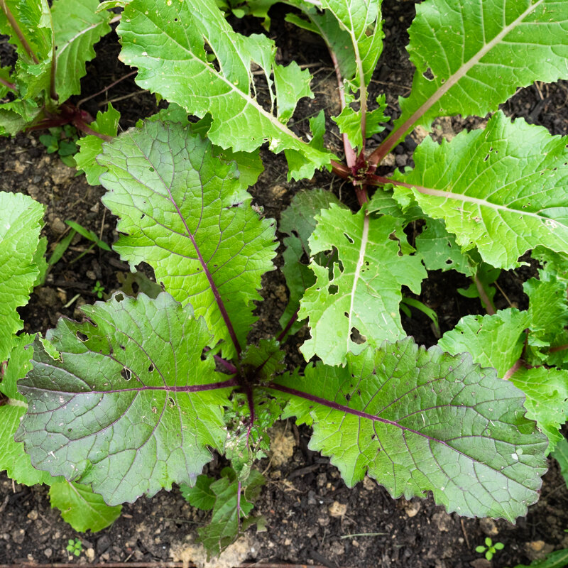 Moutardes japonaises - Vivid Pak Choi