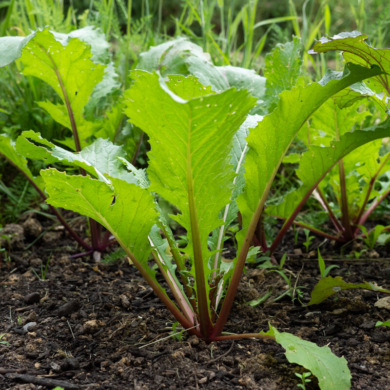 Moutardes japonaises - Vivid Pak Choi