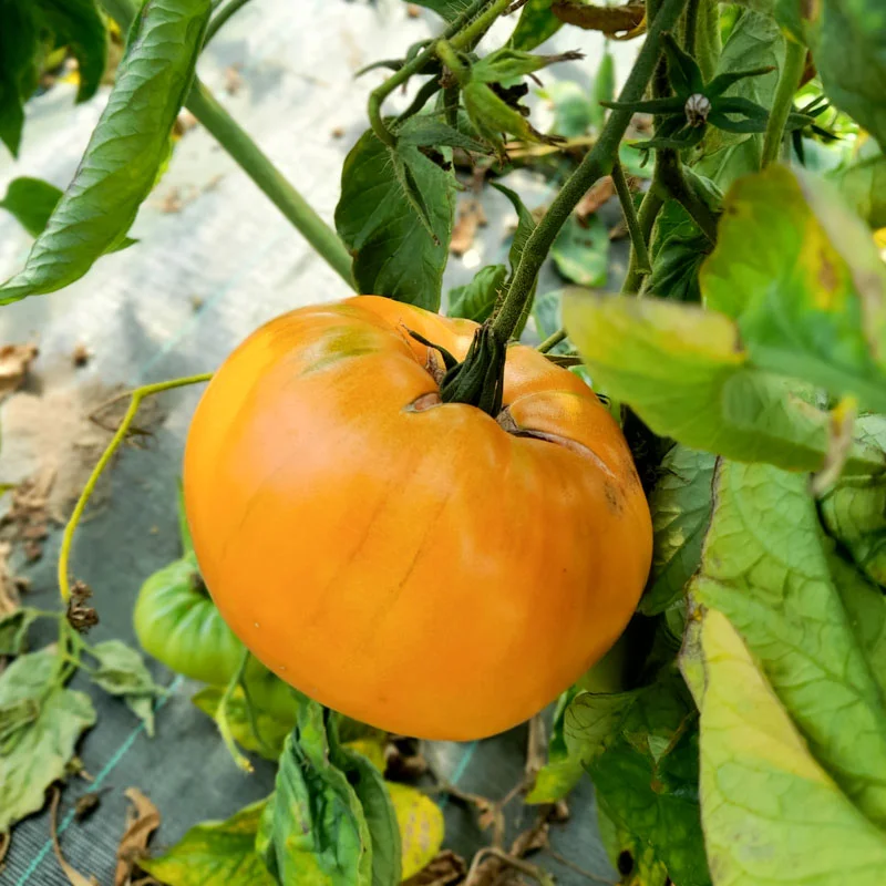 Tomates - Summer Cider Apricot