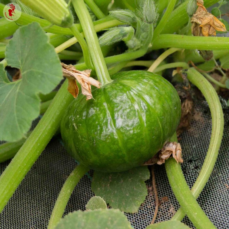 Courgettes - Zappho