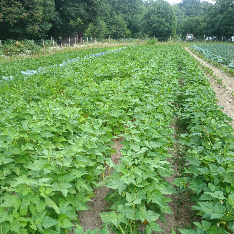 Haricots à écosser - Coco Jaune du Limousin