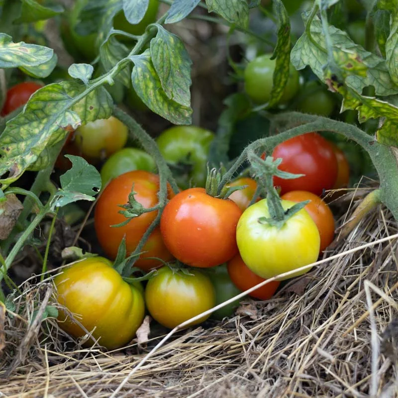 Tomates - Legend