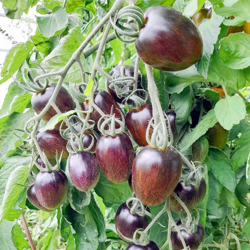 Tomates cerises - Brad’s Atomic Grape