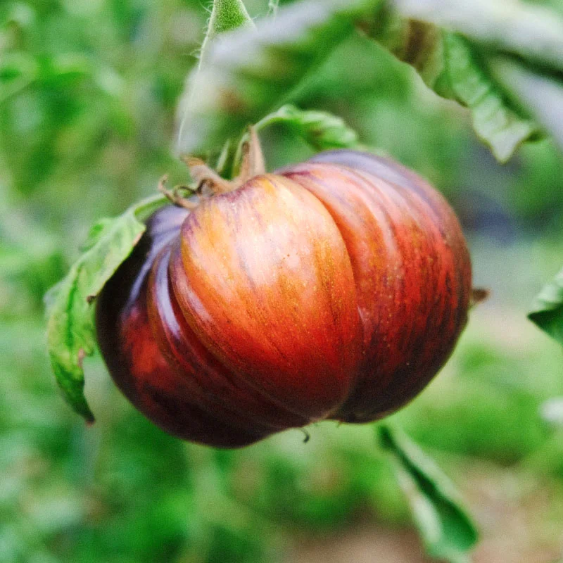 Tomates - Marsha’s Starfighter Beefsteak