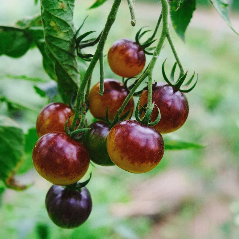 Tomates cerises - Awesome Emma