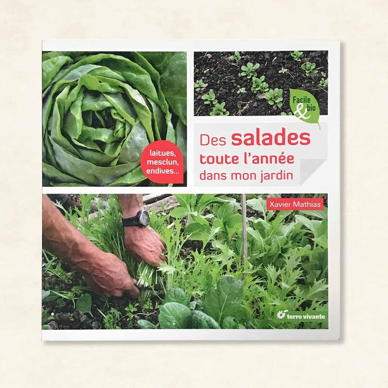 Jardin bio - Des salades toute l'année dans mon jardin. Laitues, mescluns, endives…