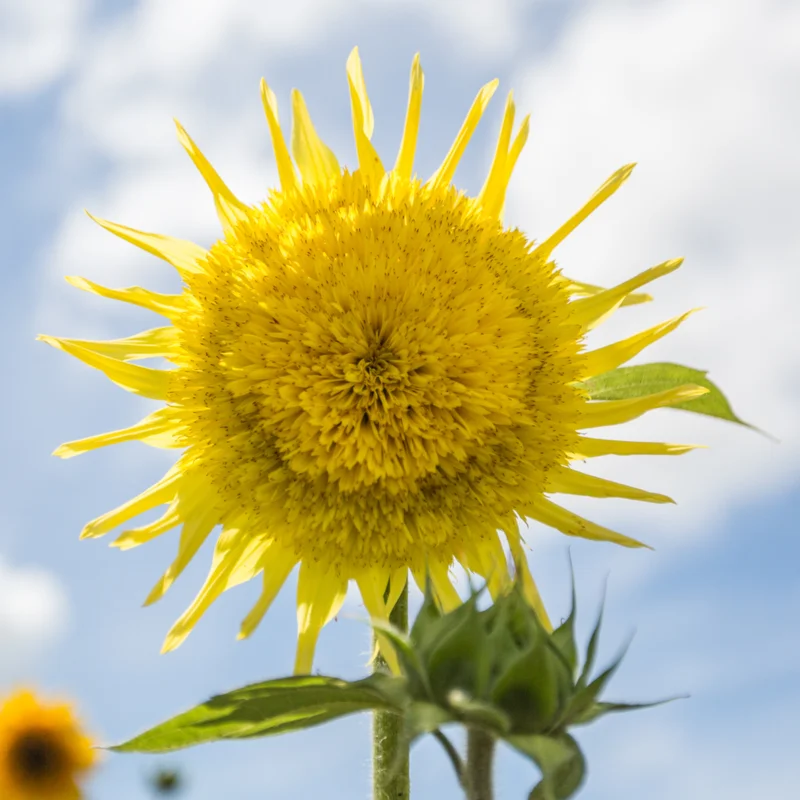 Tournesols à fleurs - Tournesol à Fleurs En mélange