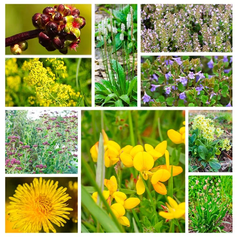 Mélanges de fleurs - Gazon de Fleurs Sauvages - la Vie Partout