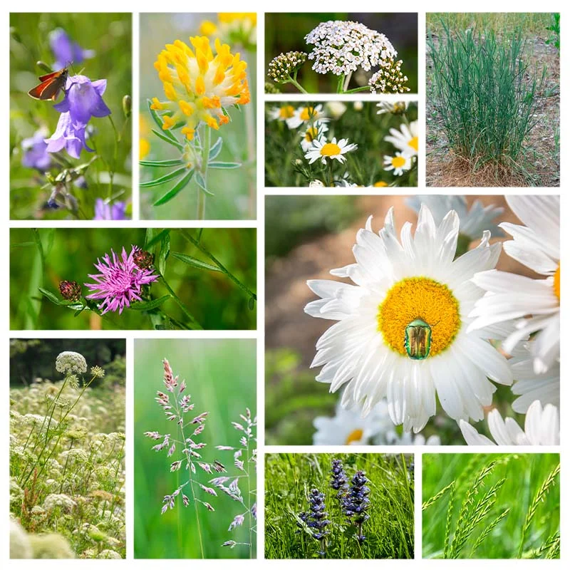 Mélanges de fleurs - Gazon de Fleurs Sauvages - la Vie Partout