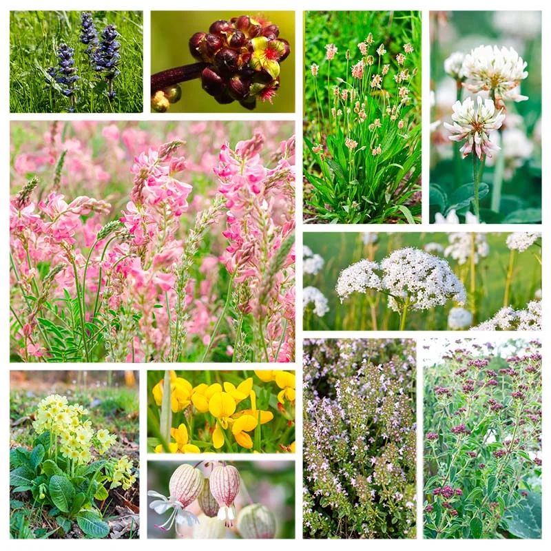 Mélanges de fleurs - Prairie de Fleurs Sauvages