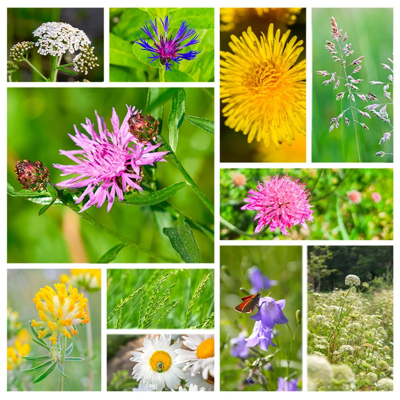 Mélanges de fleurs - Prairie de Fleurs Sauvages