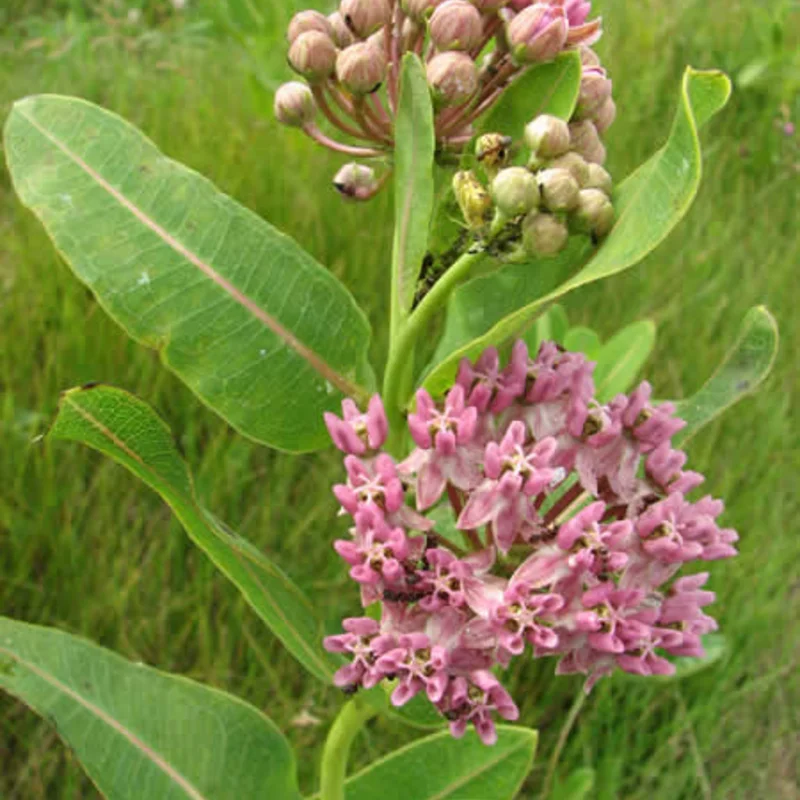 Asclepias - Asclepiade de Sullivant