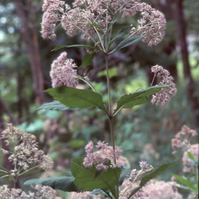 Eupatorium - Eupatoire Pourpre