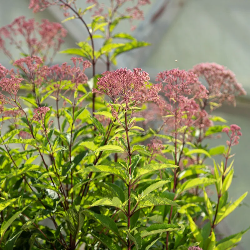 Eupatorium - Eupatoire Pourpre