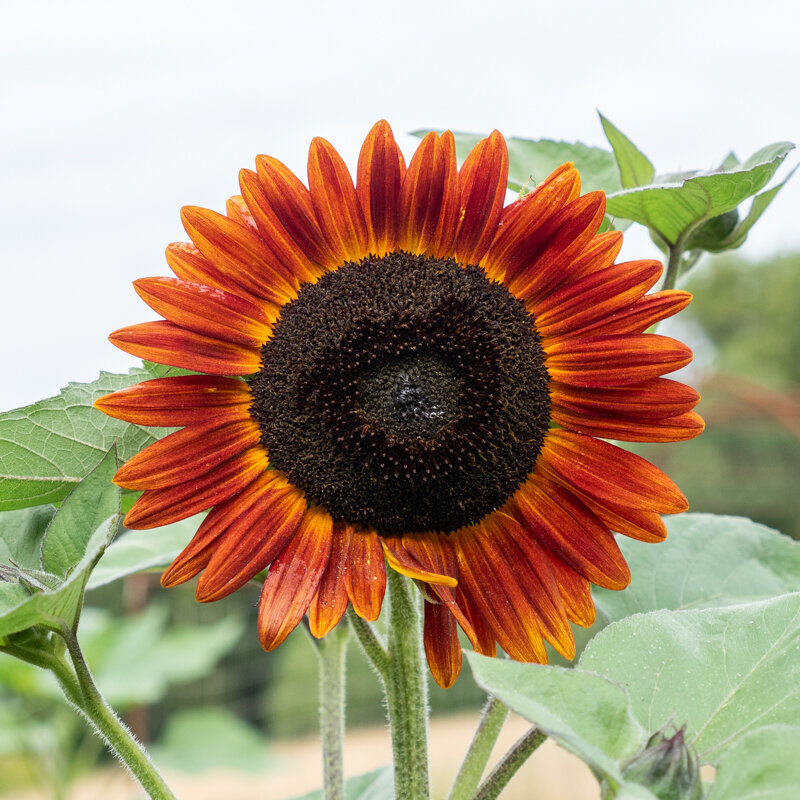 Tournesols à fleurs - Evening Sun