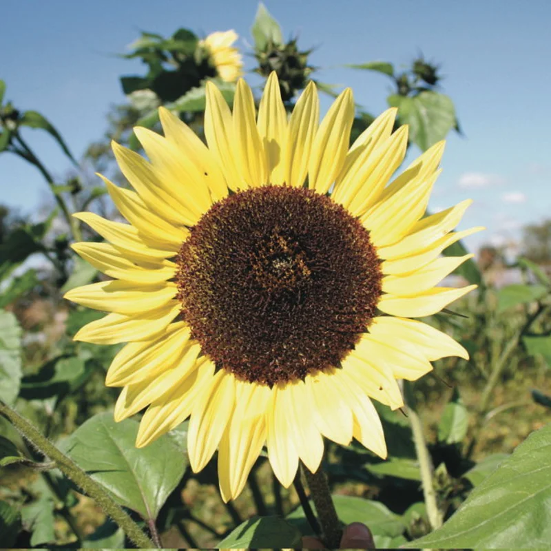 Tournesols à fleurs - Lemon Queen