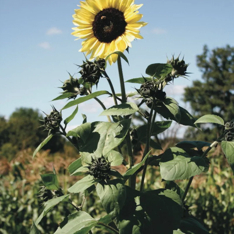 Tournesols à fleurs - Lemon Queen