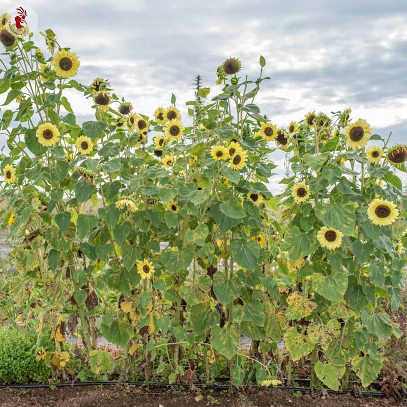 Tournesols à fleurs - Lemon Queen