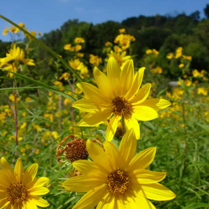 Helianthus - Hélianthe à Grosses Dents