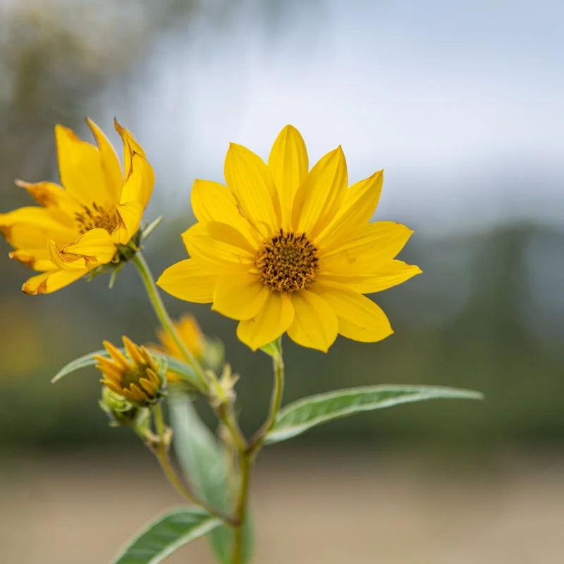 Helianthus - Hélianthe à Grosses Dents