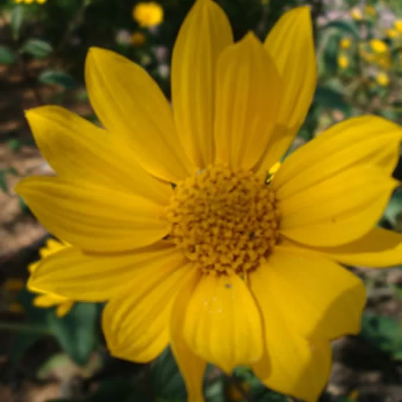 Helianthus - Helianthe Occidental