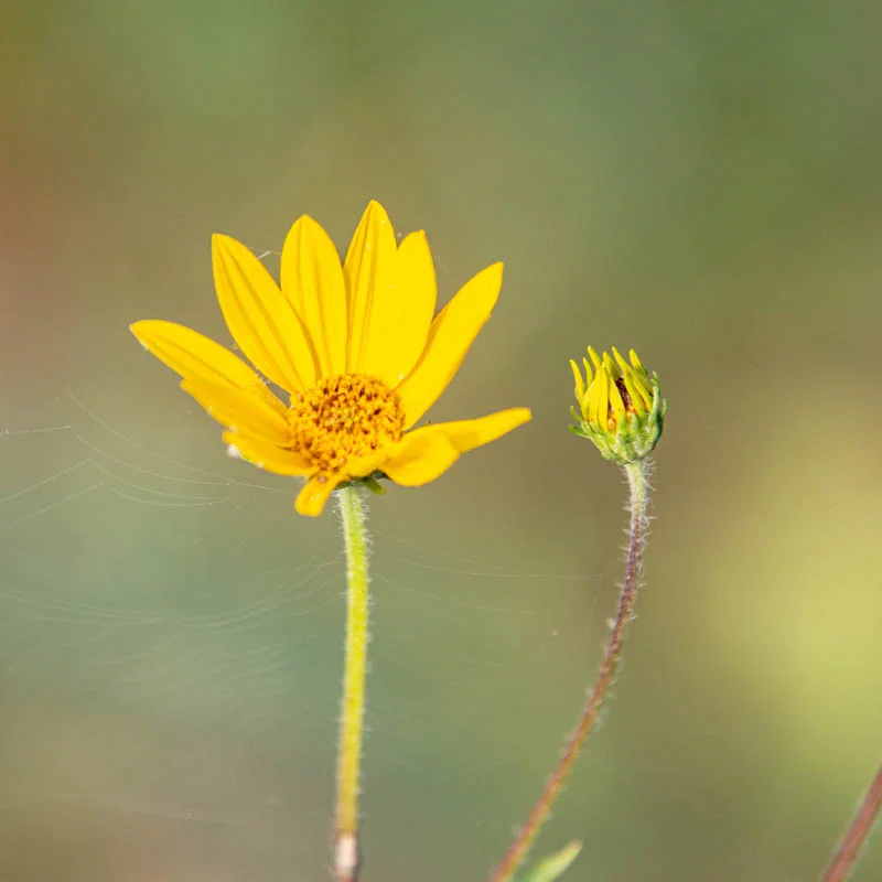 Helianthus - Helianthe Occidental