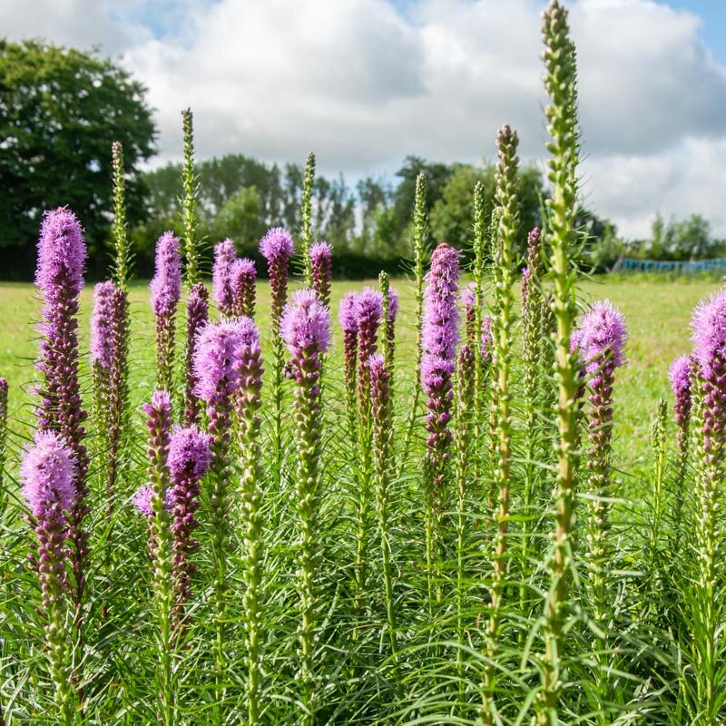 Liatris - Liatris à Épi