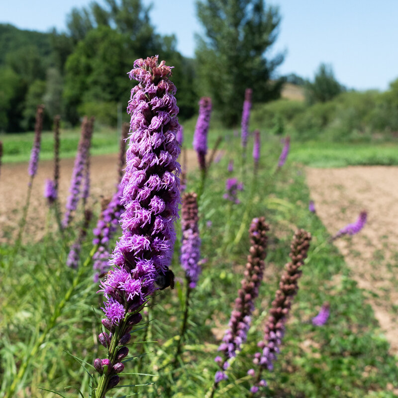 Liatris - Liatris à Épi