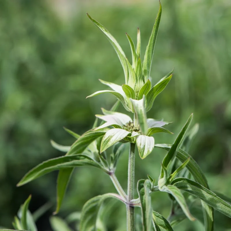 Monardes - Monarda punctata