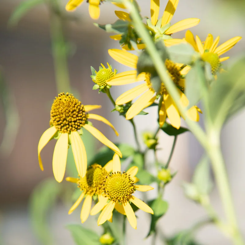 Rudbeckia - Rudbeckie Laciniée