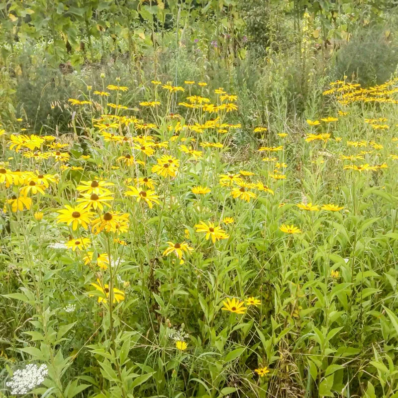 Rudbeckia - Échinacée Douce