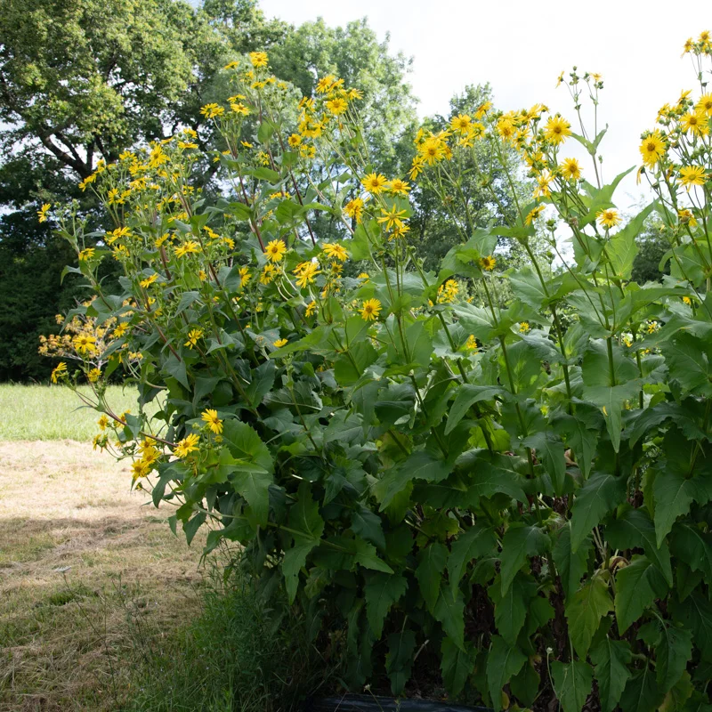 Silphium - Silphie Perfoliée