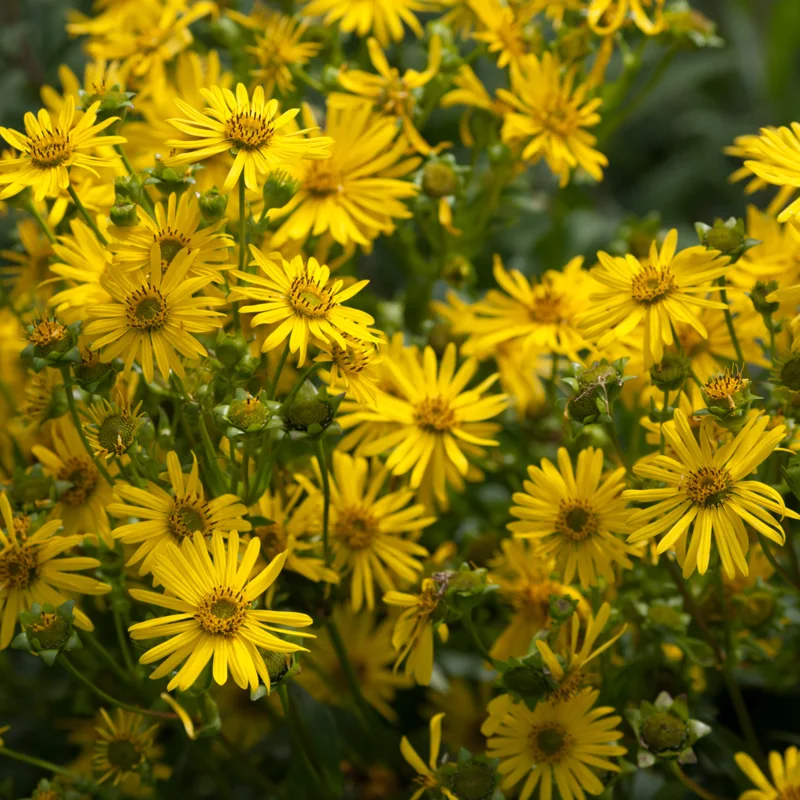 Silphium - Silphie Perfoliée