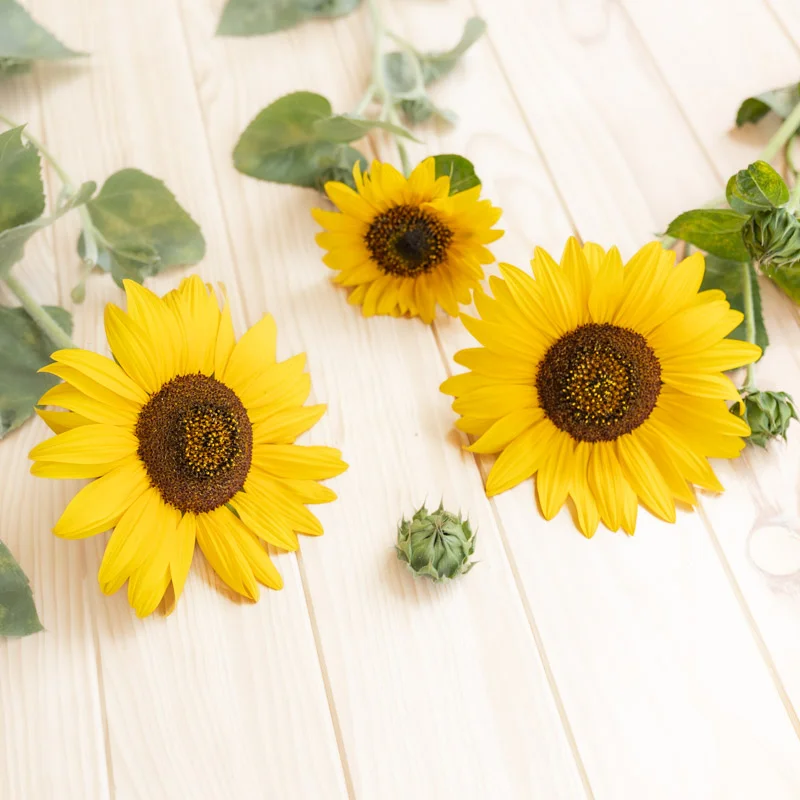 Tournesols à fleurs - Selma Sun