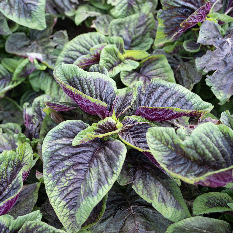 Amarantes à feuilles - Tricolore