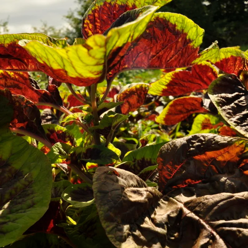 Amarantes à feuilles - Tricolore