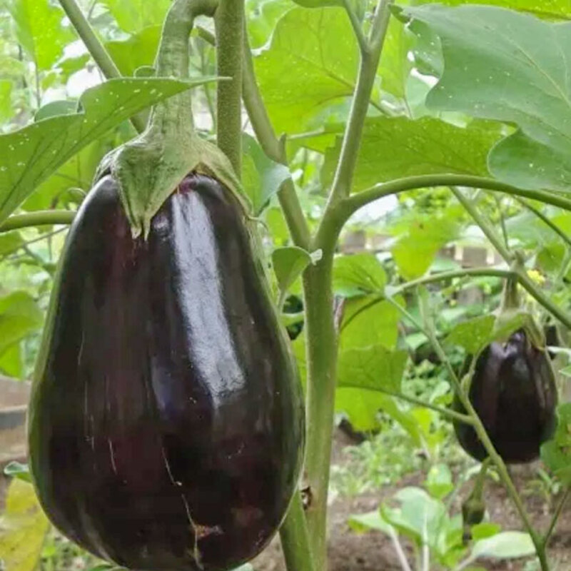 Aubergines - Imperial Black Beauty