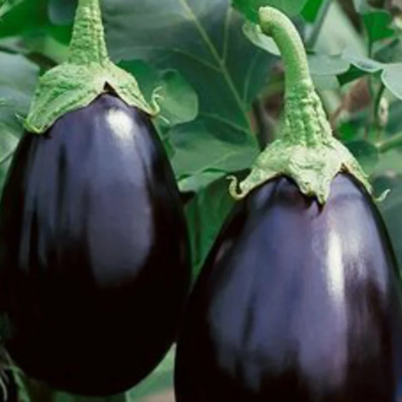 Aubergines - Imperial Black Beauty