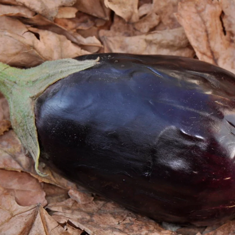 Aubergines - Imperial Black Beauty