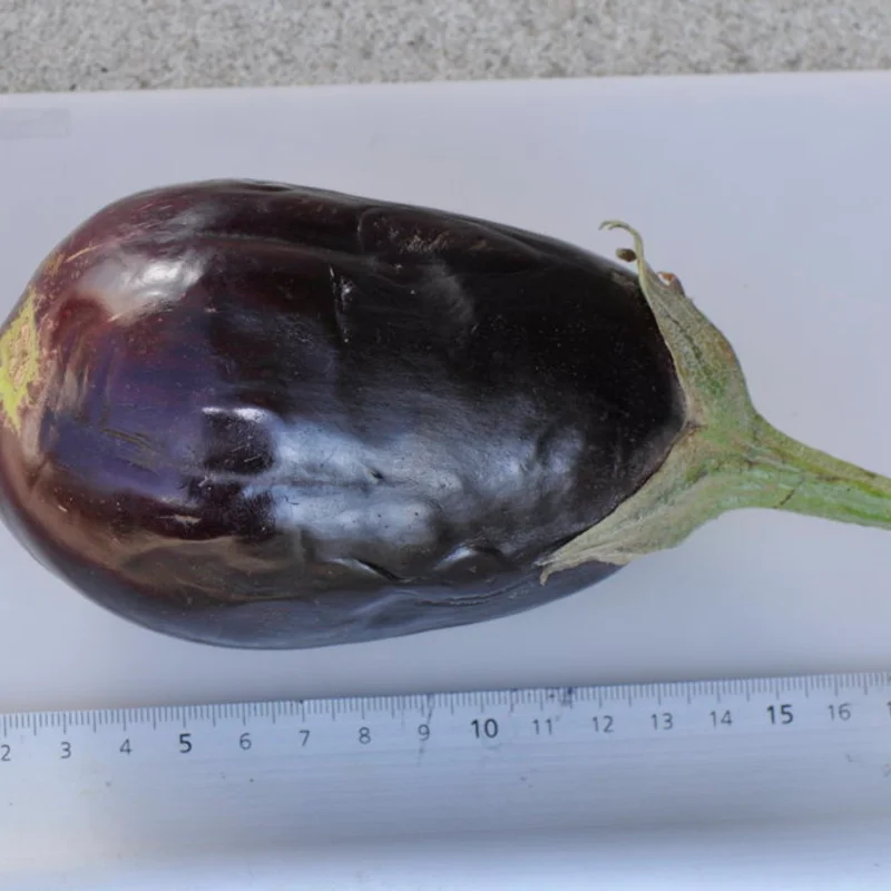 Aubergines - Imperial Black Beauty