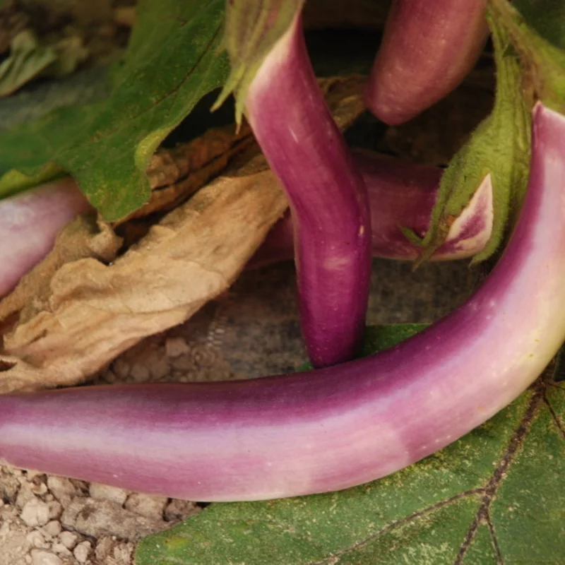 Aubergines - Ping Tung