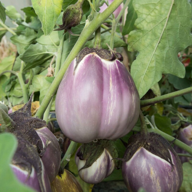 Aubergines - Violette Pâle de Florence