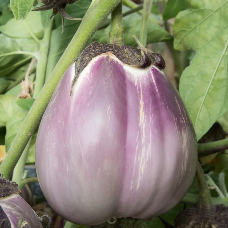 Aubergines - Violette Pâle de Florence