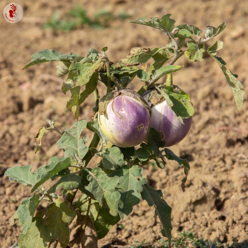 Aubergines - Rosa Bianca