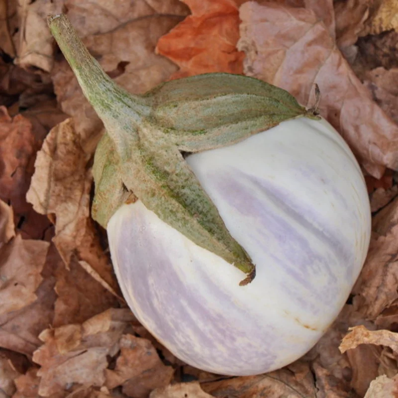 Aubergines - Rosa Bianca